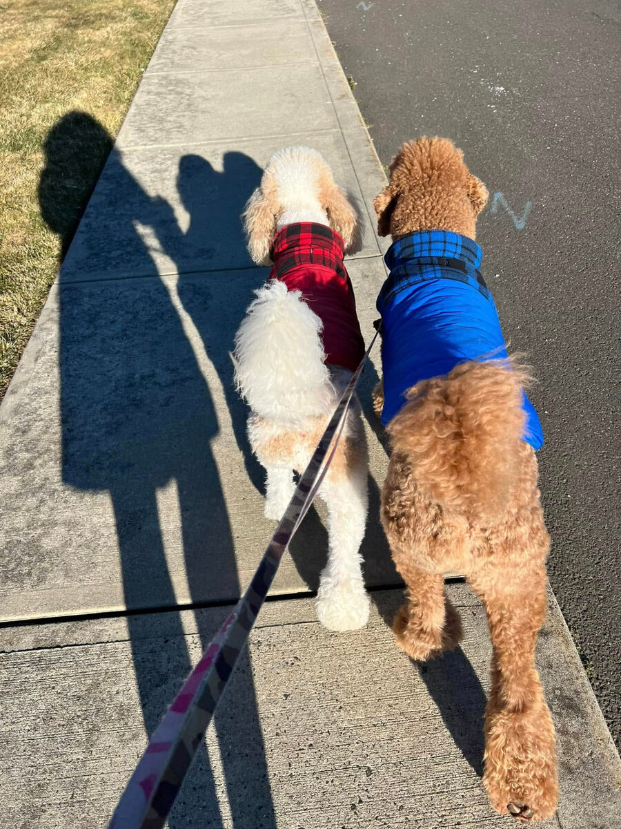 Two doodles in plaid coats on a sidewalk walk, seen from behind the leash