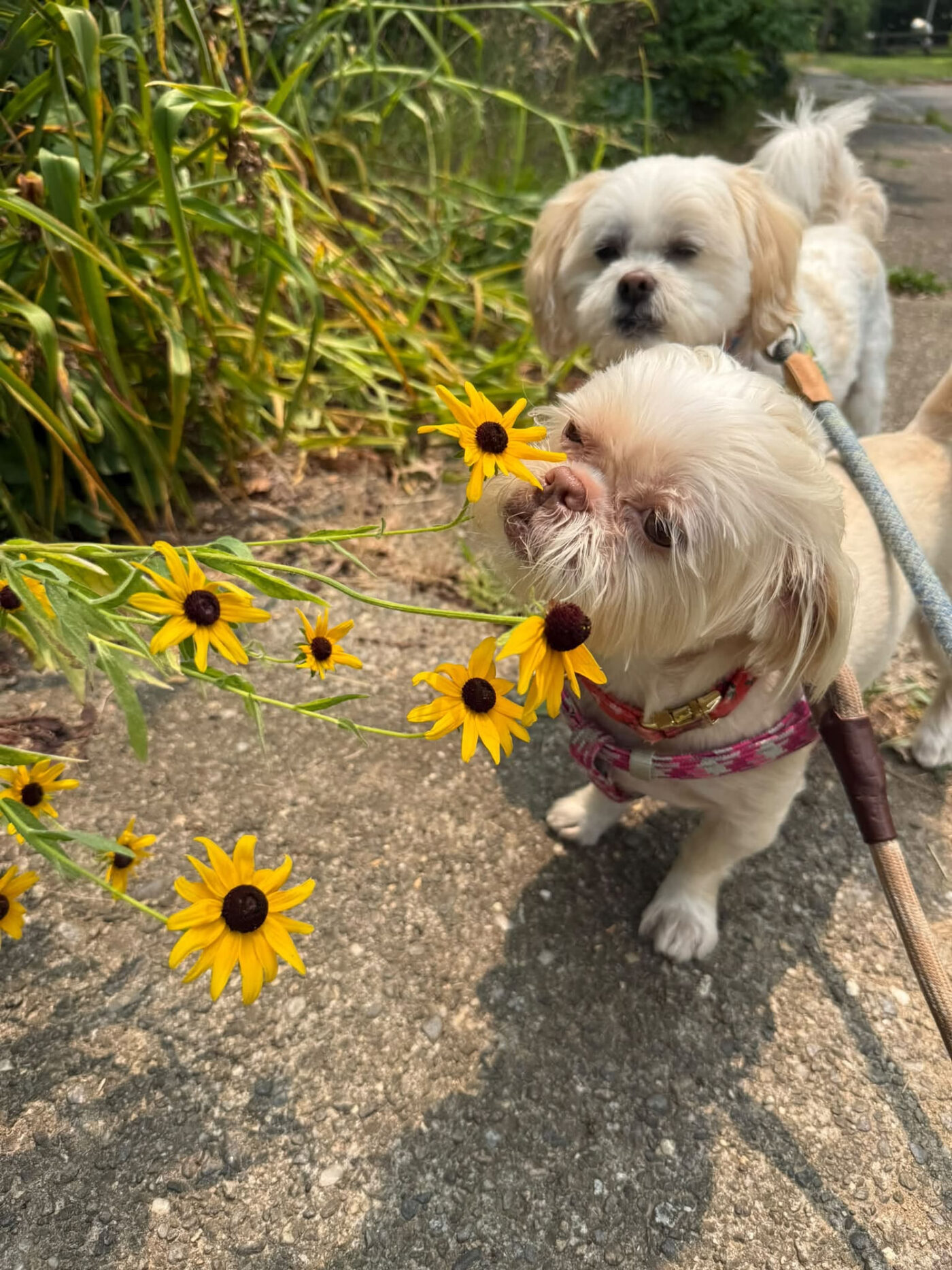 Two small white dogs stopping to sniff yellow flowers on a walk