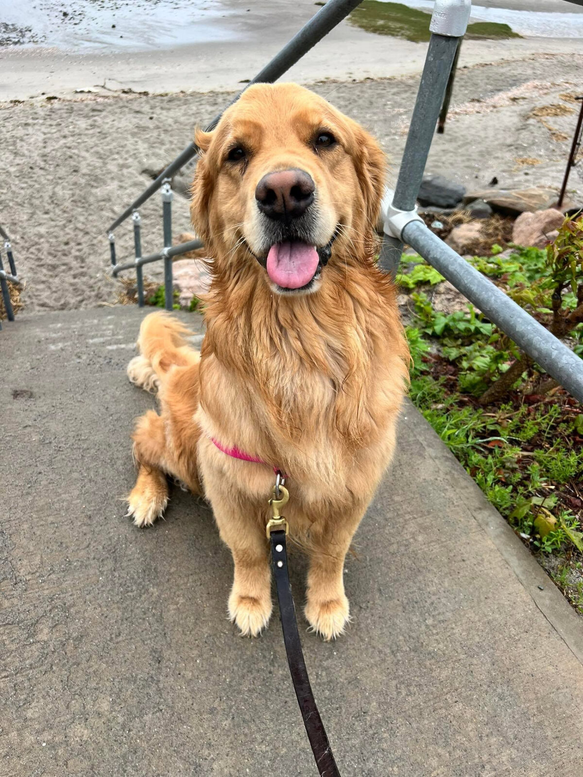 Happy golden retriever on a leash smiling during a walk near the beach in Milford, CT