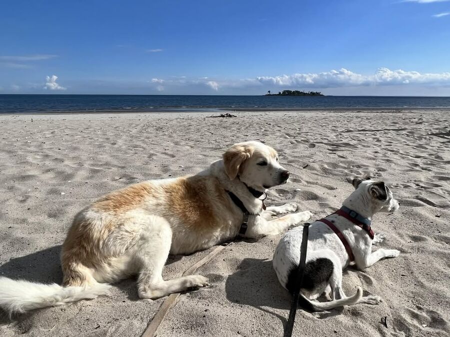 Two dogs relaxing on a sandy Connecticut beach overlooking Long Island Sound