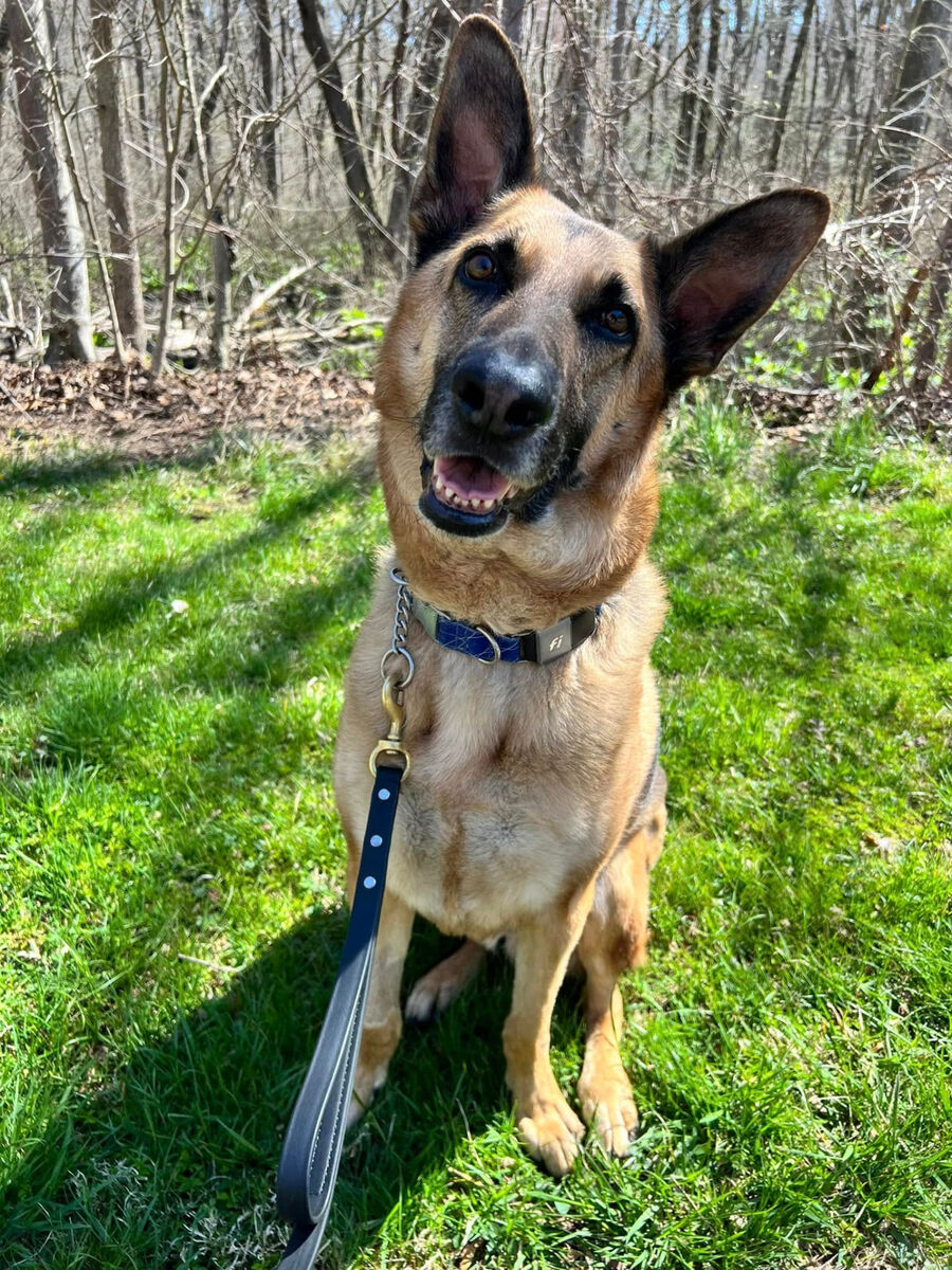 German shepherd tilting its head attentively on a sunny walk
