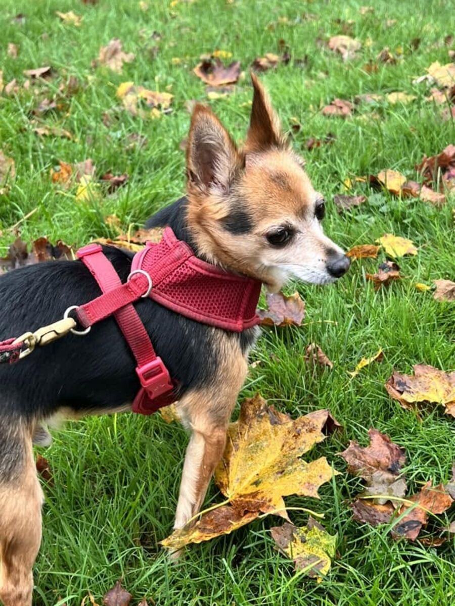 Small tan and black dog in a red harness standing in autumn leaves