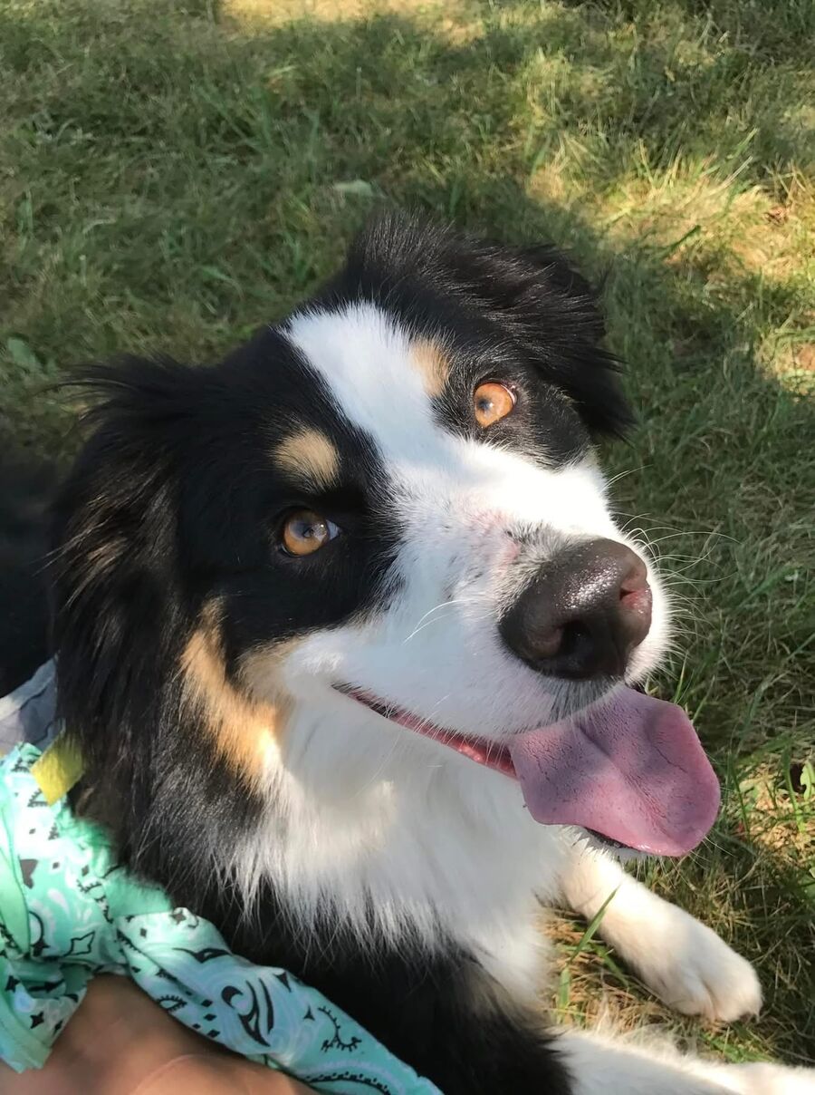 Australian shepherd smiling up at a caregiver